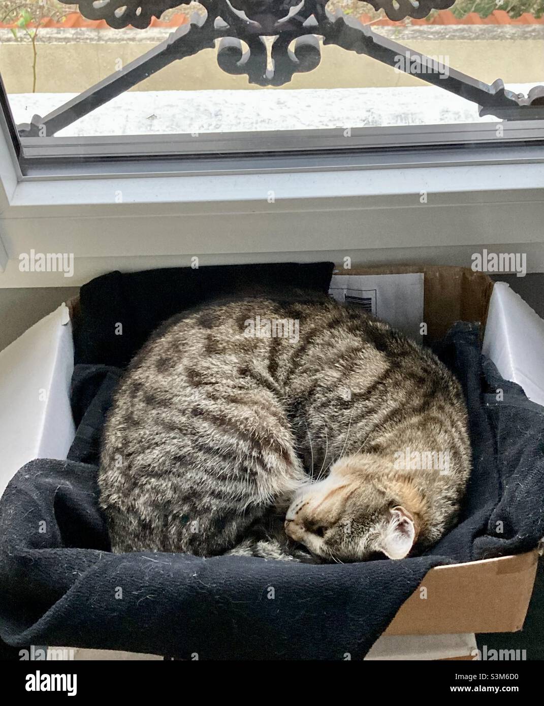 Gatto tabby che dorme in scatola - Immagine stock catturata con smartphone