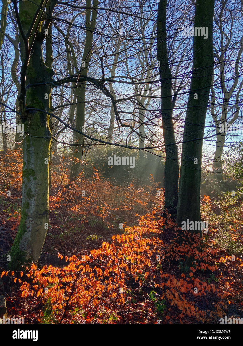 Alberi nella nebbia di mattina presto ad Adlington in Lancashire Foto Stock