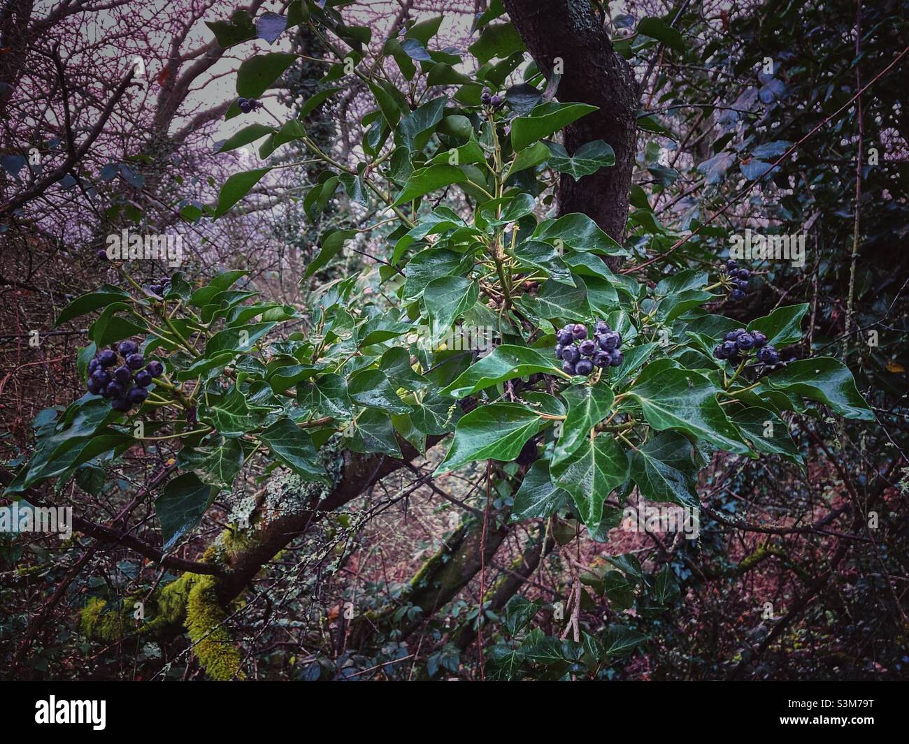 Ivy con bacche nere in inverno - Immagine stock catturata con smartphone