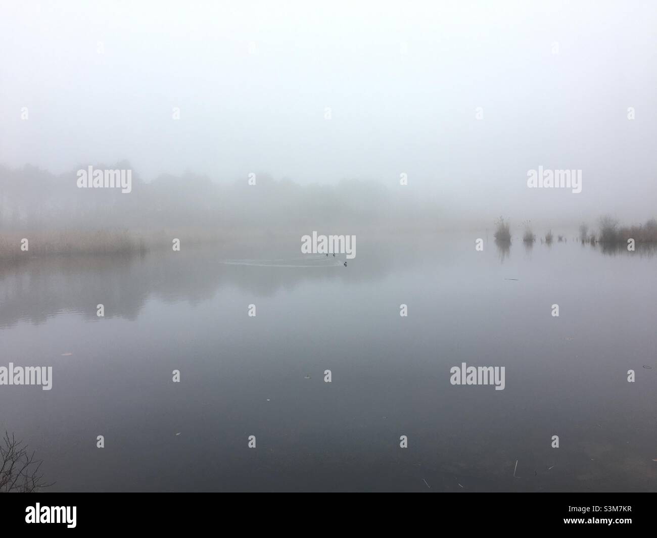 Mist sopra lo stagno di Englemere in Ascot, Berkshire, Inghilterra Foto Stock