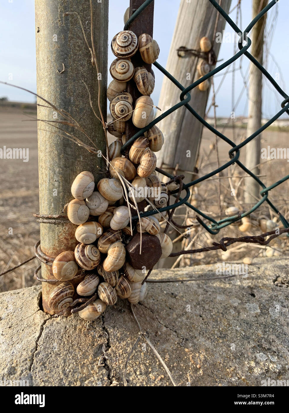 Colonia di lumache ibernanti attaccate ad un palo di recinzione Foto Stock