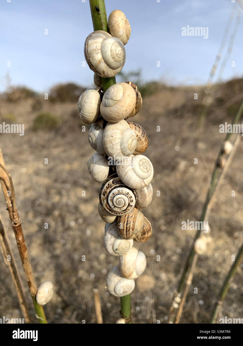 Colonia di lumache costiere mediterranee attaccate allo stelo di una pianta in Portogallo Foto Stock