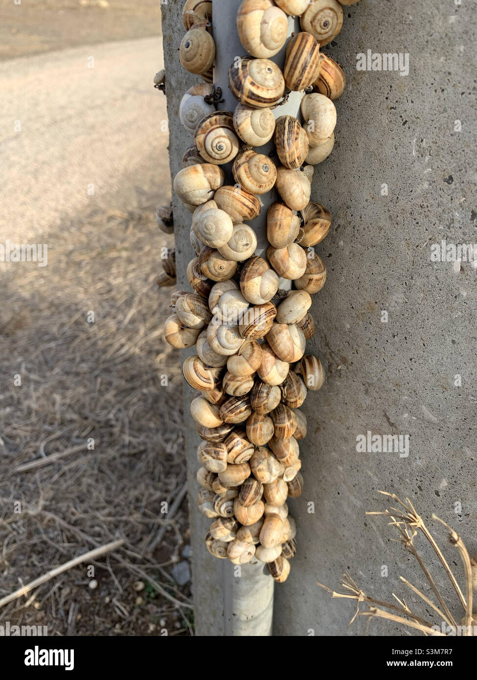 Colonia di lumache costiere mediterranee attaccate ad un palo di cemento in Portogallo Foto Stock