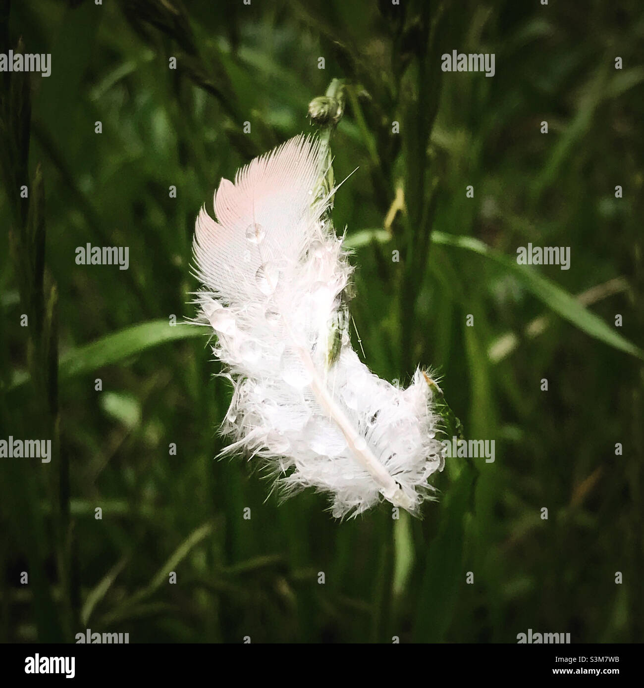 Piume nella pioggia intrappolata su erba di grano lunga Foto Stock