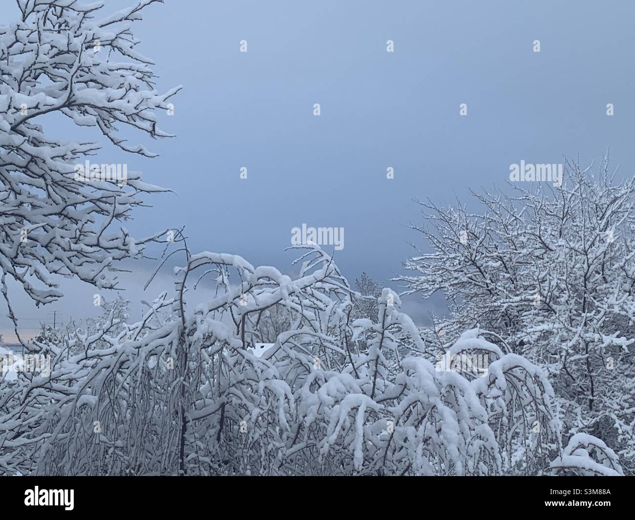 Nevicate fresche durante la notte, nello Utah, USA, lascia tutto bianco incontaminato. Gli alberi nel nostro cortile, con i loro rami innevati, fanno un bel astratto naturale. - Immagine stock catturata con smartphone
