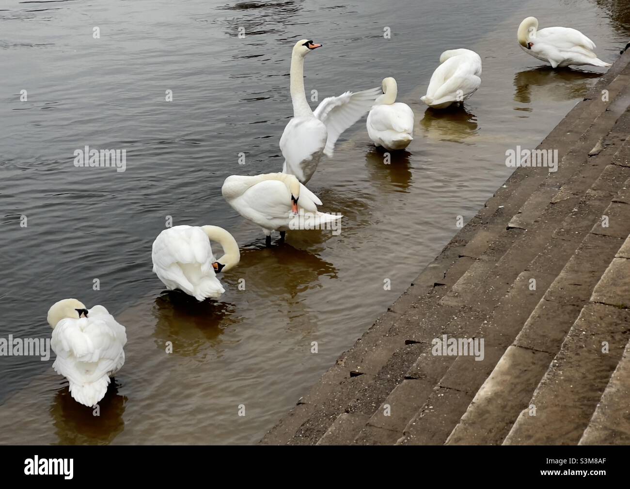 Una fila di cigni bianchi che si preannunciano sui gradini Riverside del fiume Severn a Worcester Foto Stock