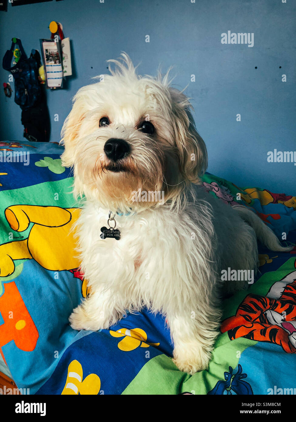 Ritratto di un giovane cucciolo di cavapoo bianco seduto sul letto di un bambino. Foto Stock