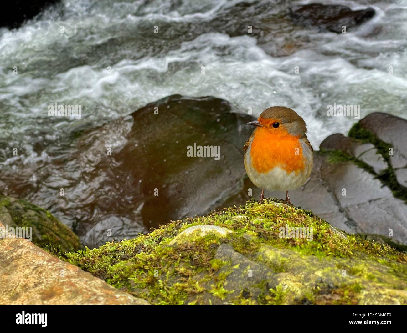 Robin (Erithacus rubecula) arroccato dal fiume Mellte, Ystradelfellte, vale di Neath, Galles. Foto Stock