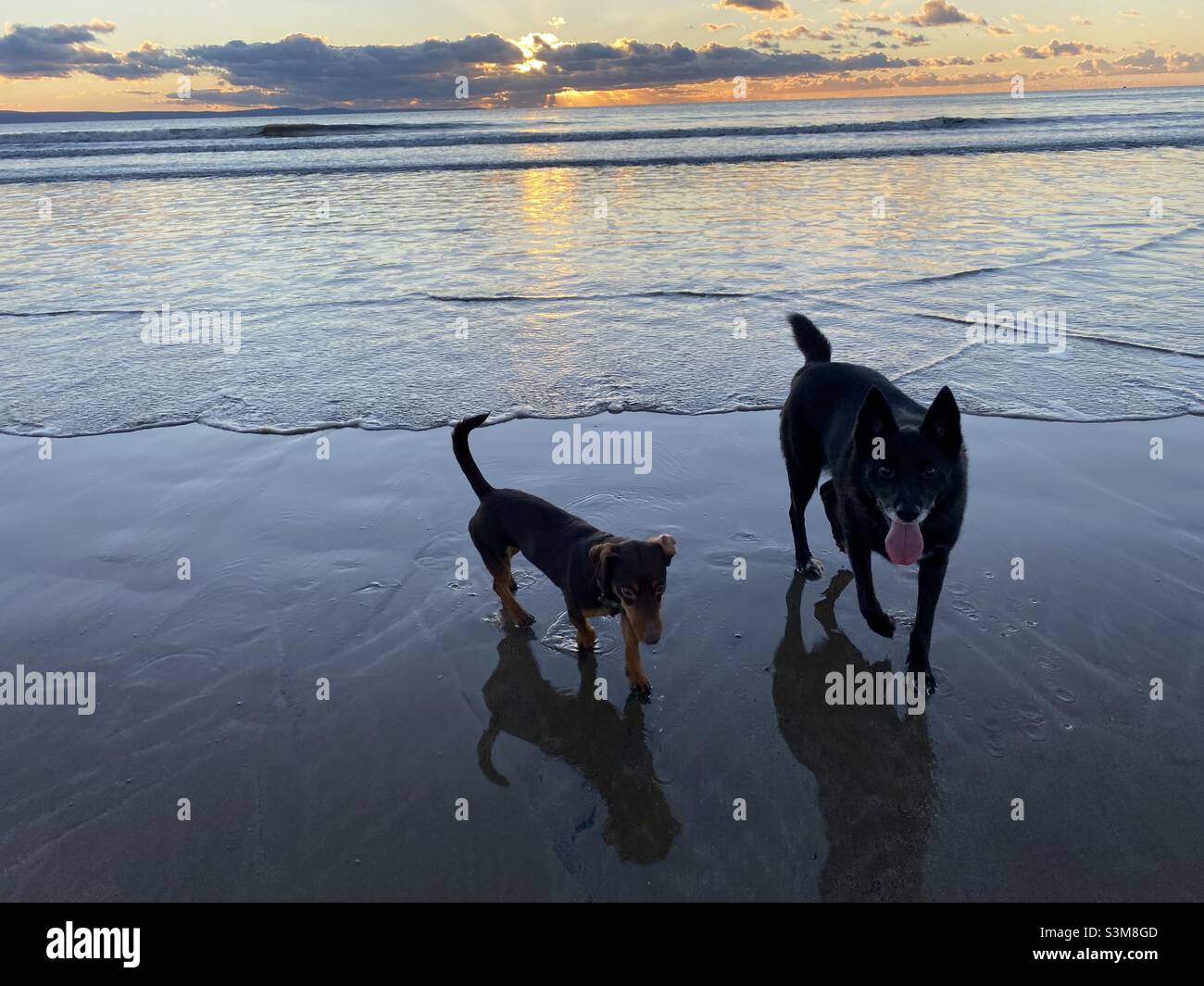 Cani sulla spiaggia! Foto Stock