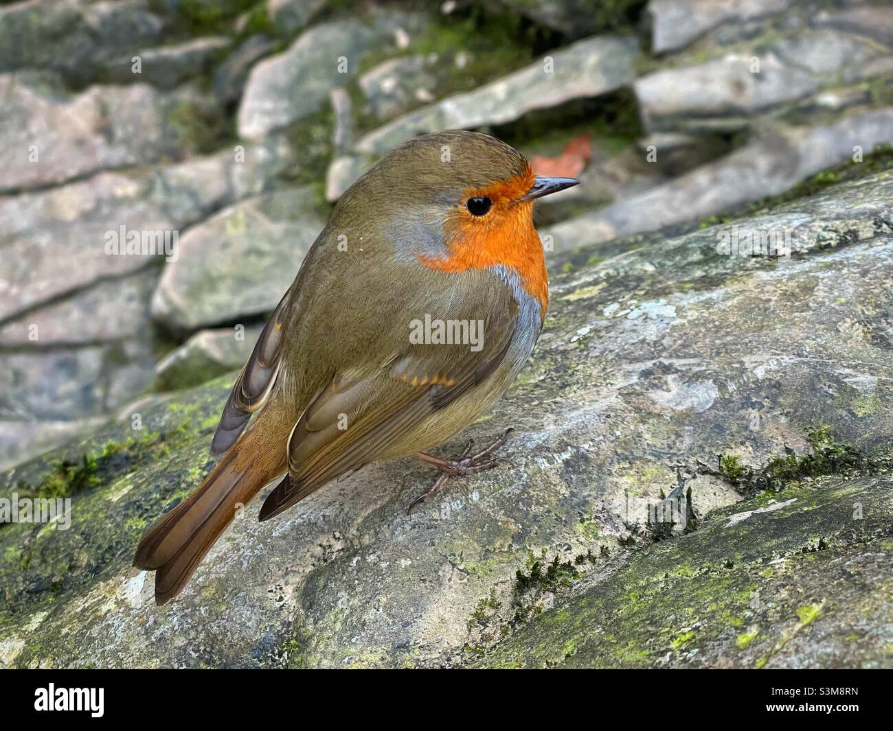 Friendly Robin (Erithacus rubecula) alla ricerca di briciole da escursionisti. Foto Stock