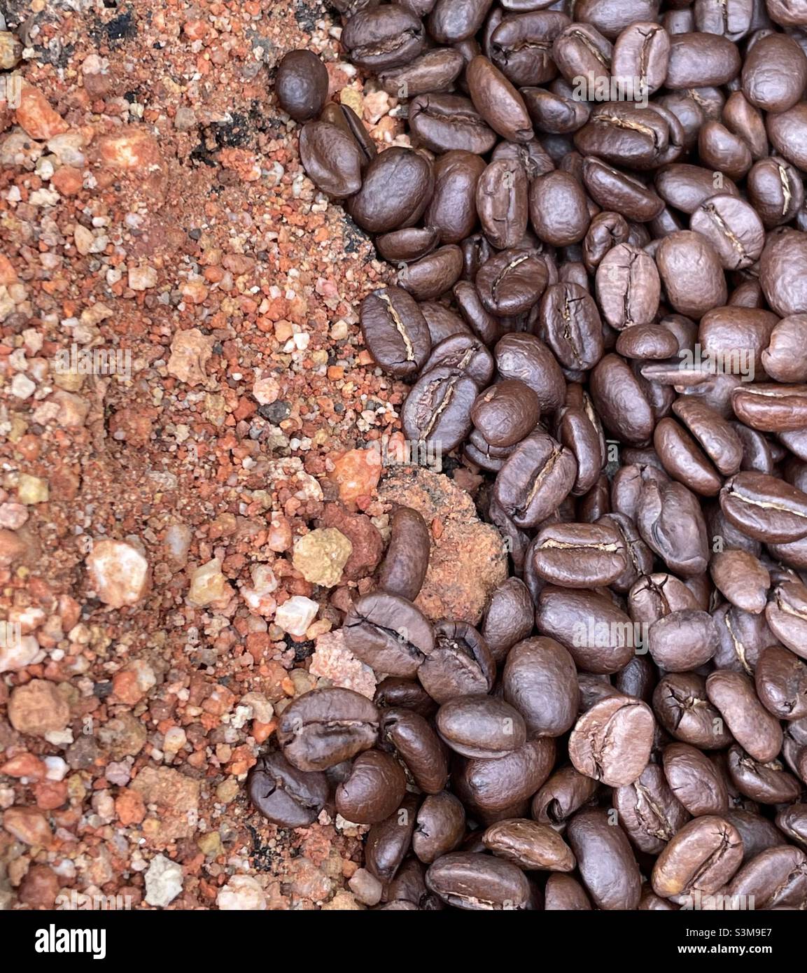 Chicchi di caffè scaduti Foto Stock