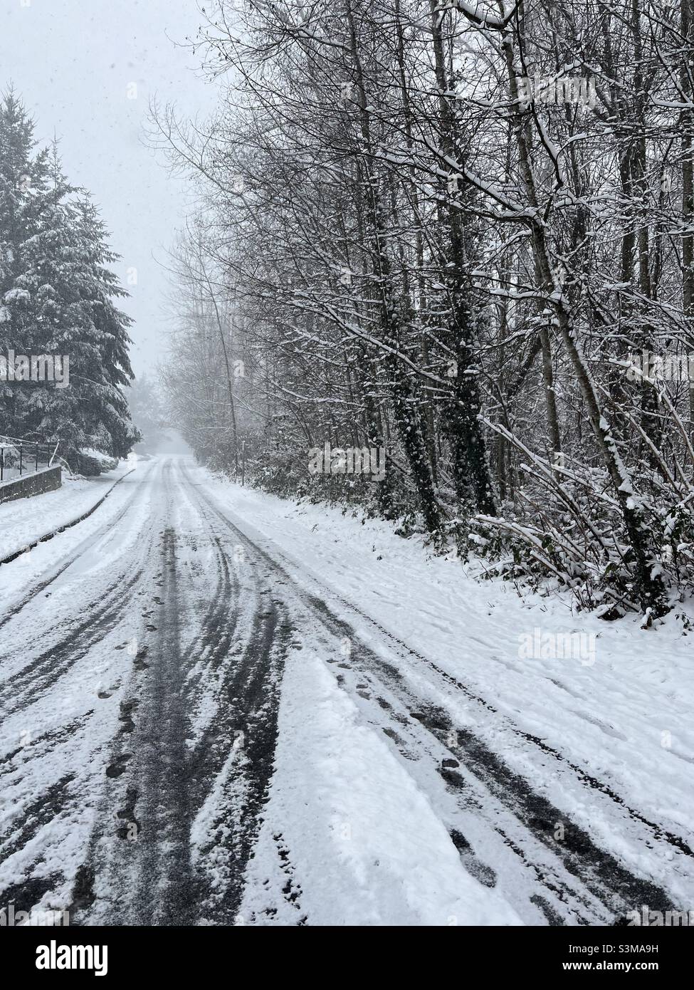 La neve che cade nei sobborghi PNW accade una volta all'anno o così. Gli alberi e le strade spesso fanno le immagini a colori apparire in bianco e nero. Foto Stock