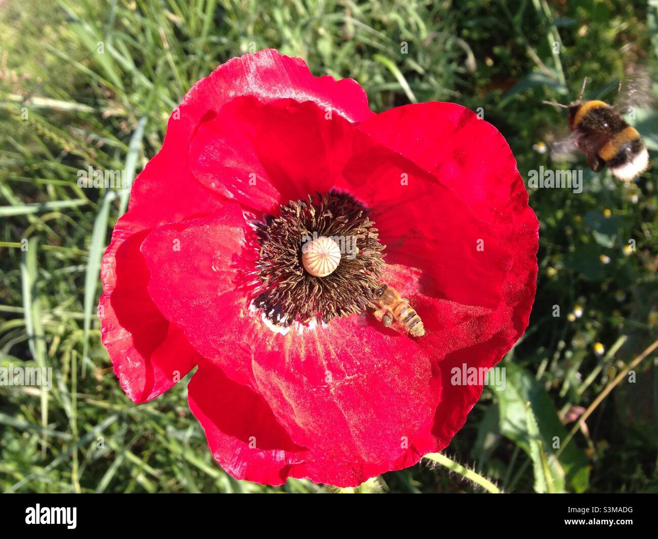 Papavero con api. - Immagine stock catturata con smartphone