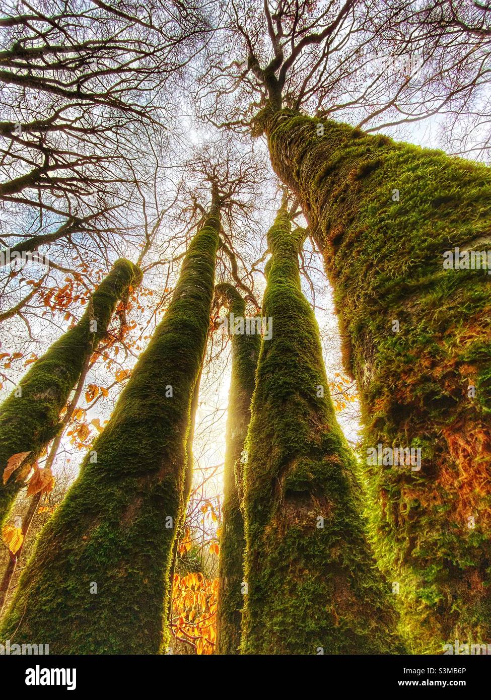 Alberi alti con lichen e muschio Foto Stock