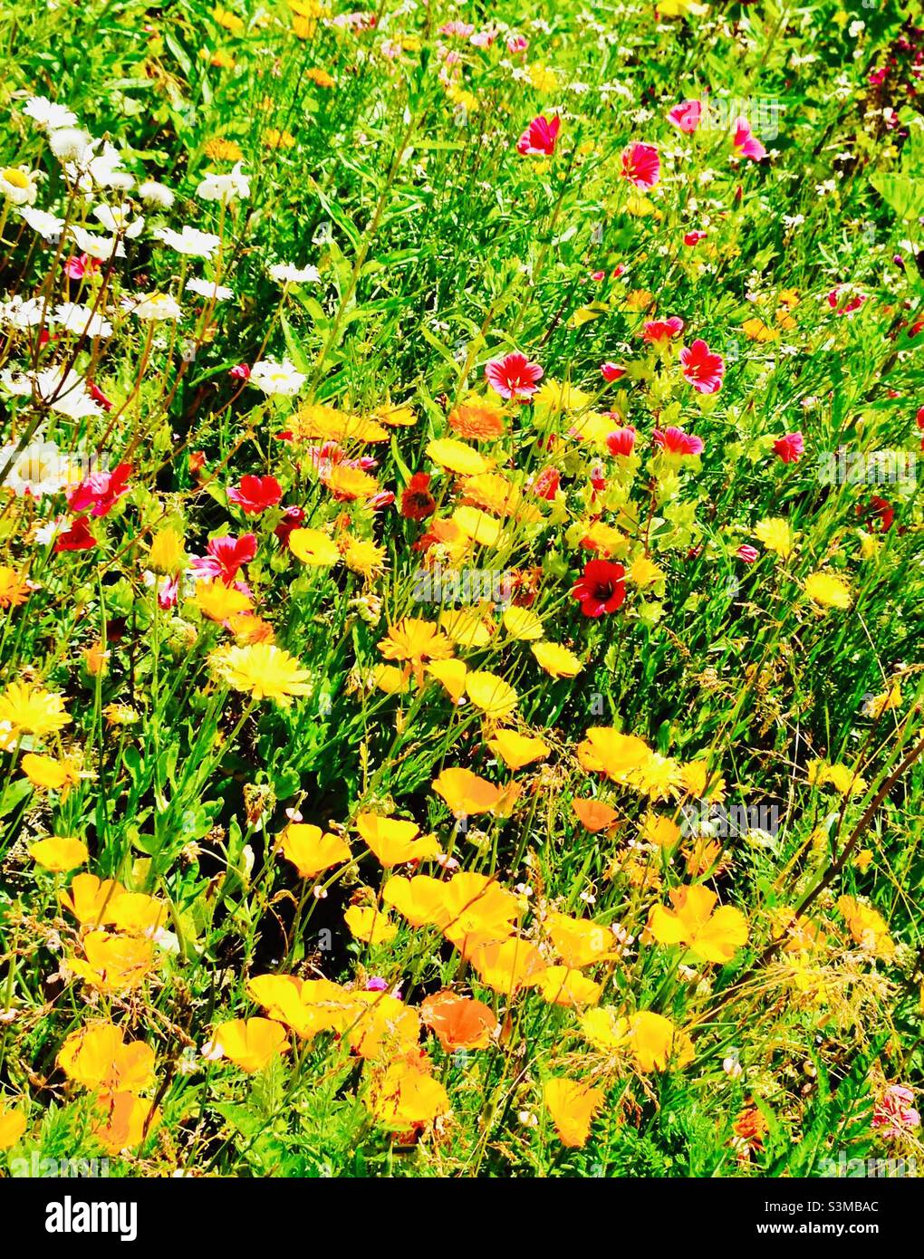 Wild flower Butterfly Bee Garden a Pembrokeshire West Wales UK Foto Stock