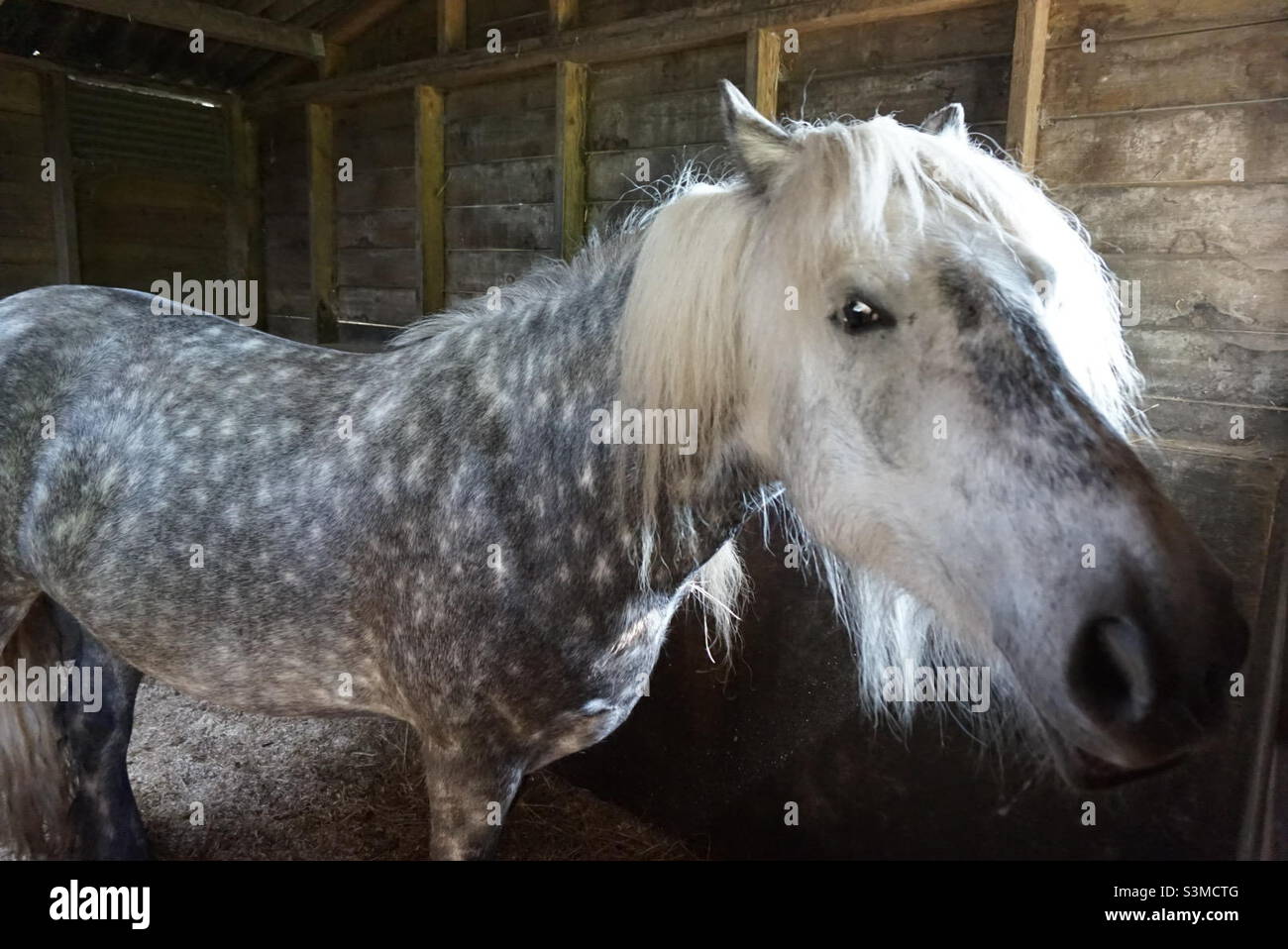 Pony grigio ananas in una stalla che raggiunge il naso per lo spettatore Foto Stock