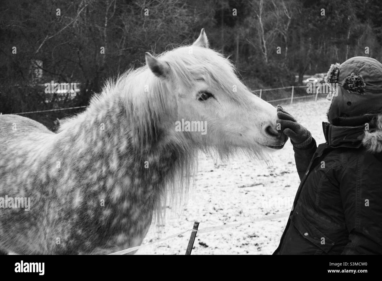 Pony delle Highland che viene pattinato nella neve. Cavallo grigio dappato Foto Stock