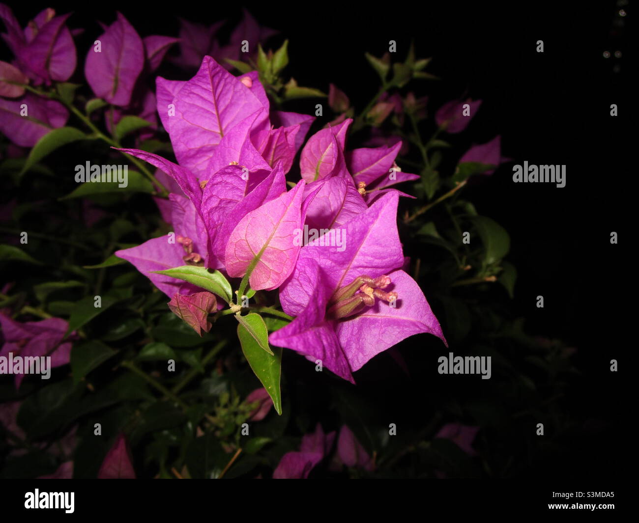 Rosa carta fiori su sfondo nero (preso in 2021 di notte, sfondo nero uso per lo strumento di rimozione dello sfondo con chiave cromata) bel colore Foto Stock