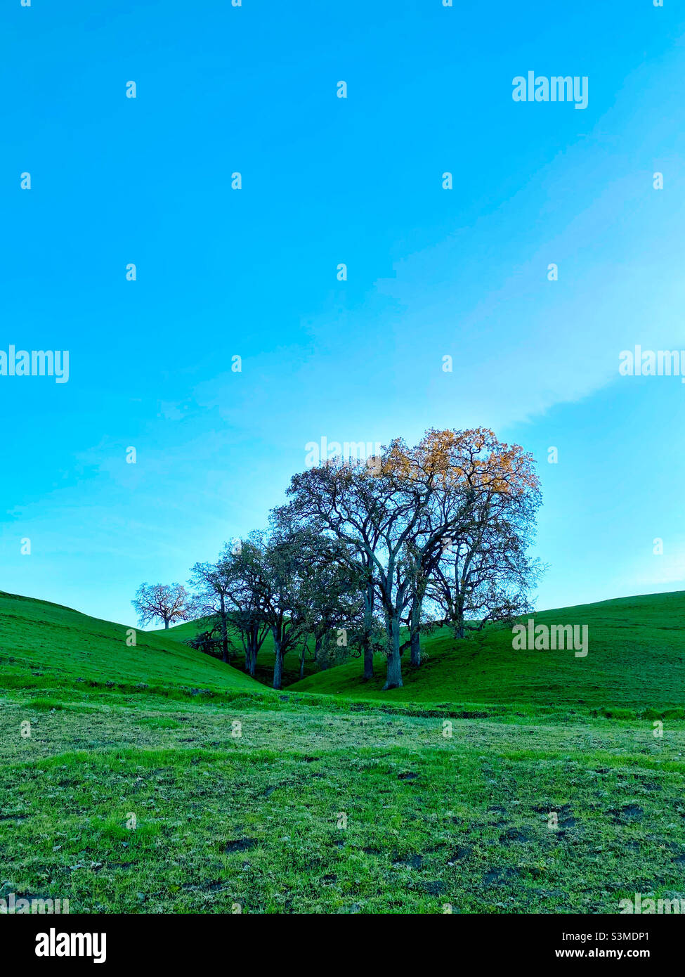 Querce invernali in verde pascolo con cielo blu Foto Stock
