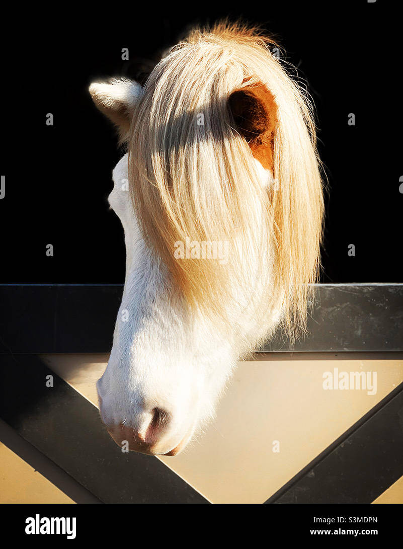 Bel cavallo bianco fronte guardando fuori Foto Stock