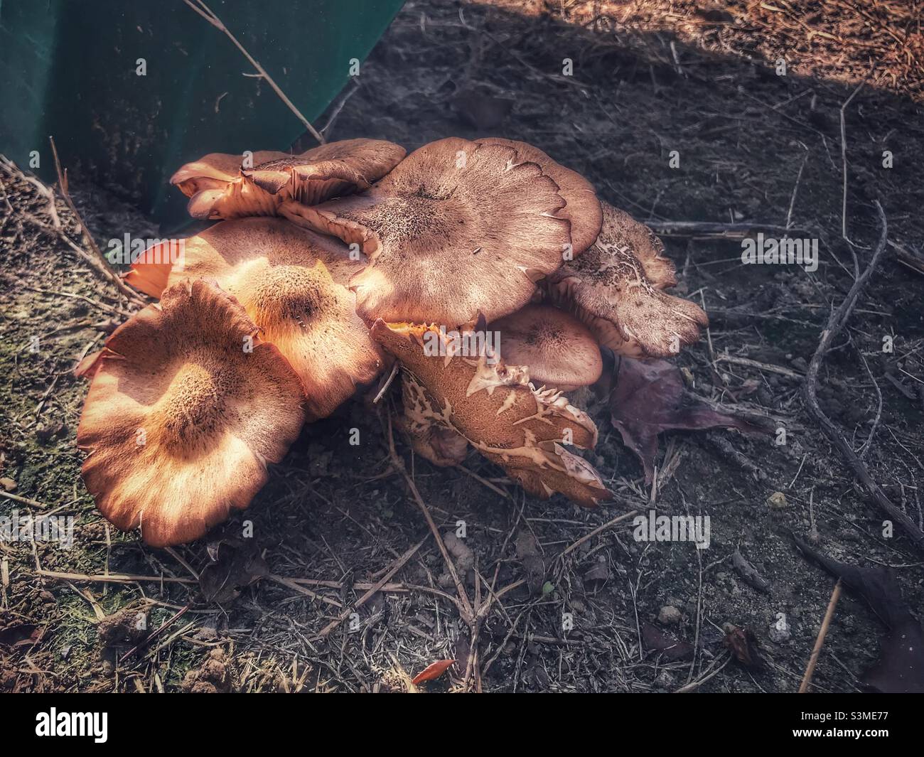 Physalacriaceae, un fungo o fungo visto in Carolina del Nord nel mese di ottobre Foto Stock