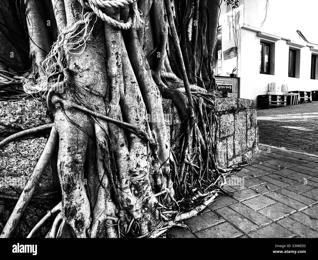 MUI Wo Hong Kong Tree Roots che si riversa sul Brick Wall di fronte al ristorante Foto Stock