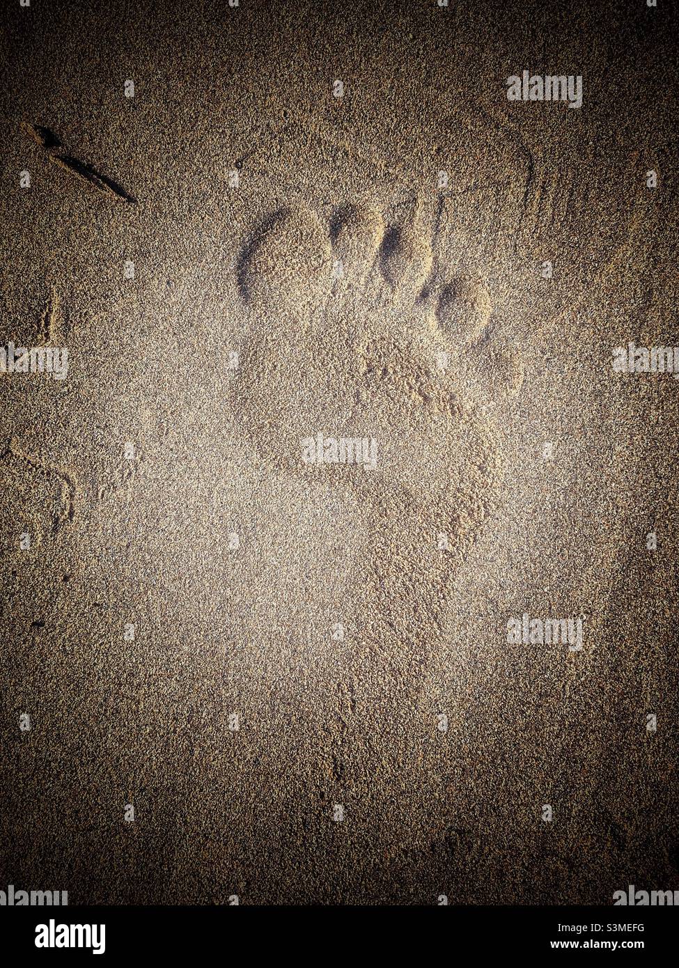 Piedi stampe nella sabbia. Foto Stock