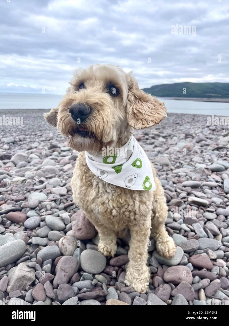 Buzz Reynolds Cute Cockapoo Dog Beach - Immagine stock catturata con smartphone