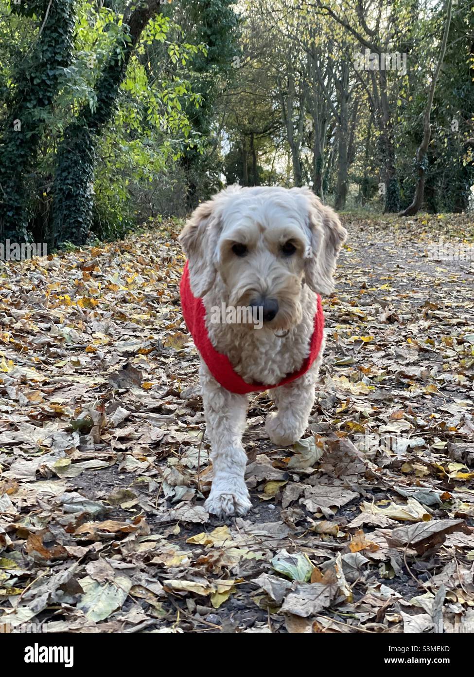 Autunnale Buzz Reynolds Cockapoo foglie di cane - Immagine stock catturata con smartphone