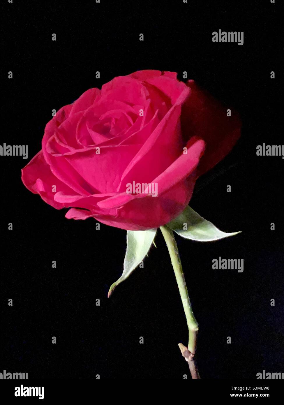 Foto a basso tasto di una singola rosa rossa Foto Stock