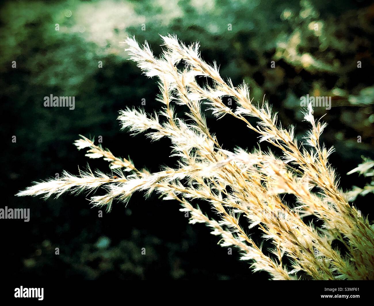 Erba di piume dorata su giorno freddo che sguilla dalla luce del sole Foto Stock