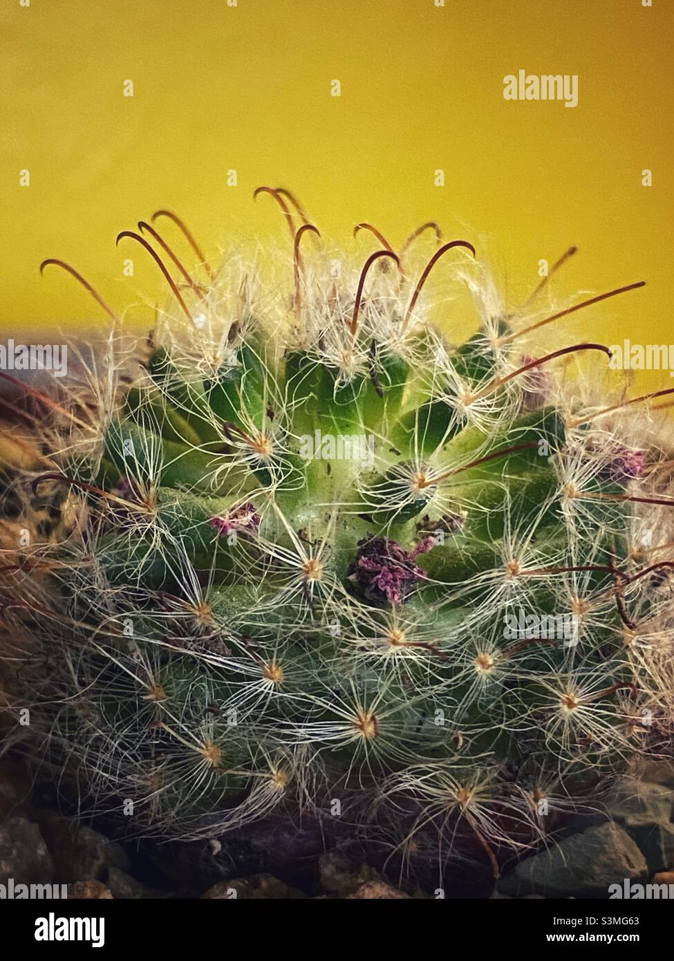 Cactus pincushion su sfondo giallo. - Immagine stock catturata con smartphone