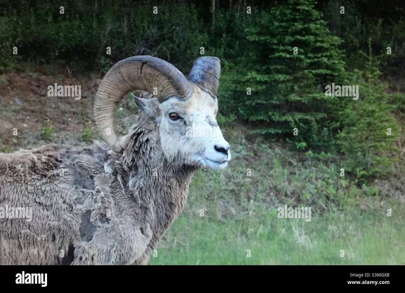 Pecora di Bighorn, muta, pecora selvatica più grande in Nord America, stendendo cappotto invernale, evitare stress termico, fare spazio per una nuova crescita Foto Stock