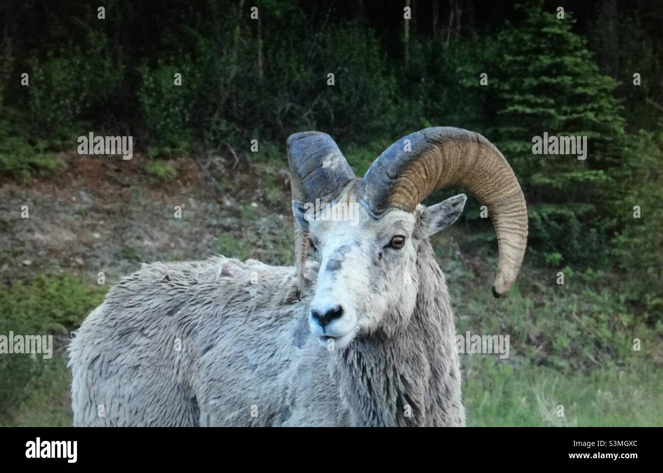 Pecora di Bighorn, muta, pecora selvatica più grande in Nord America, stendendo cappotto invernale, evitare stress termico, fare spazio per una nuova crescita - Immagine stock catturata con smartphone