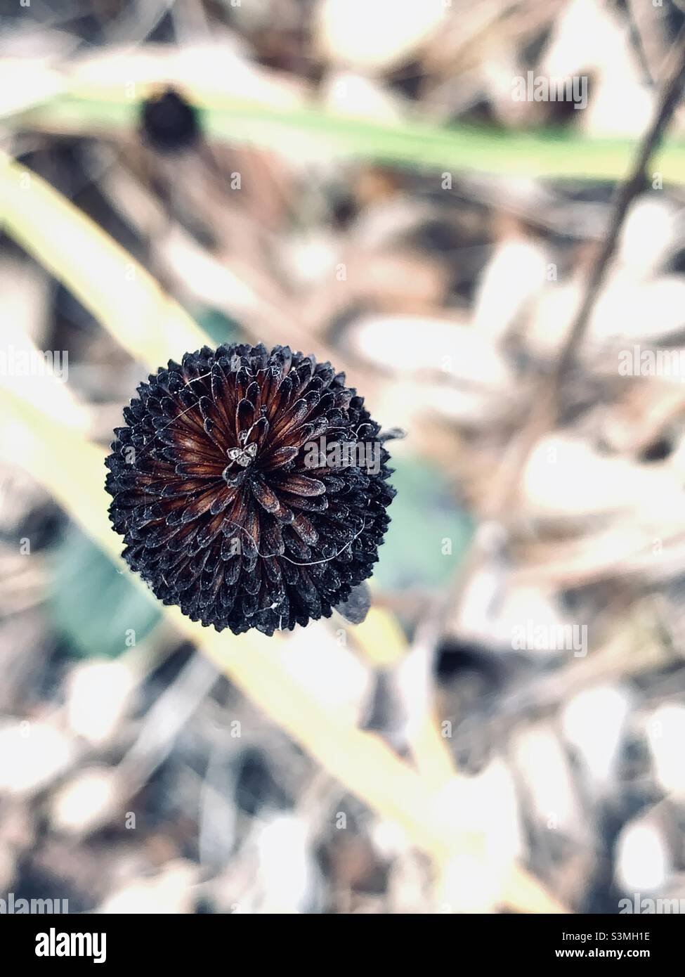 Bottonbush comune in drammatico fresco. Pulsante a sfera. Autunno 2021. Foto Stock
