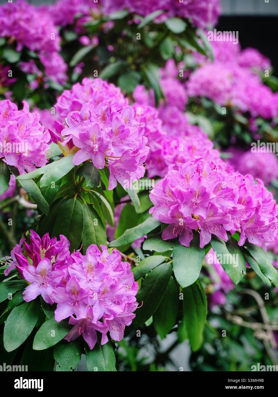 Fiori di rhodendron Catawba. Foto Stock