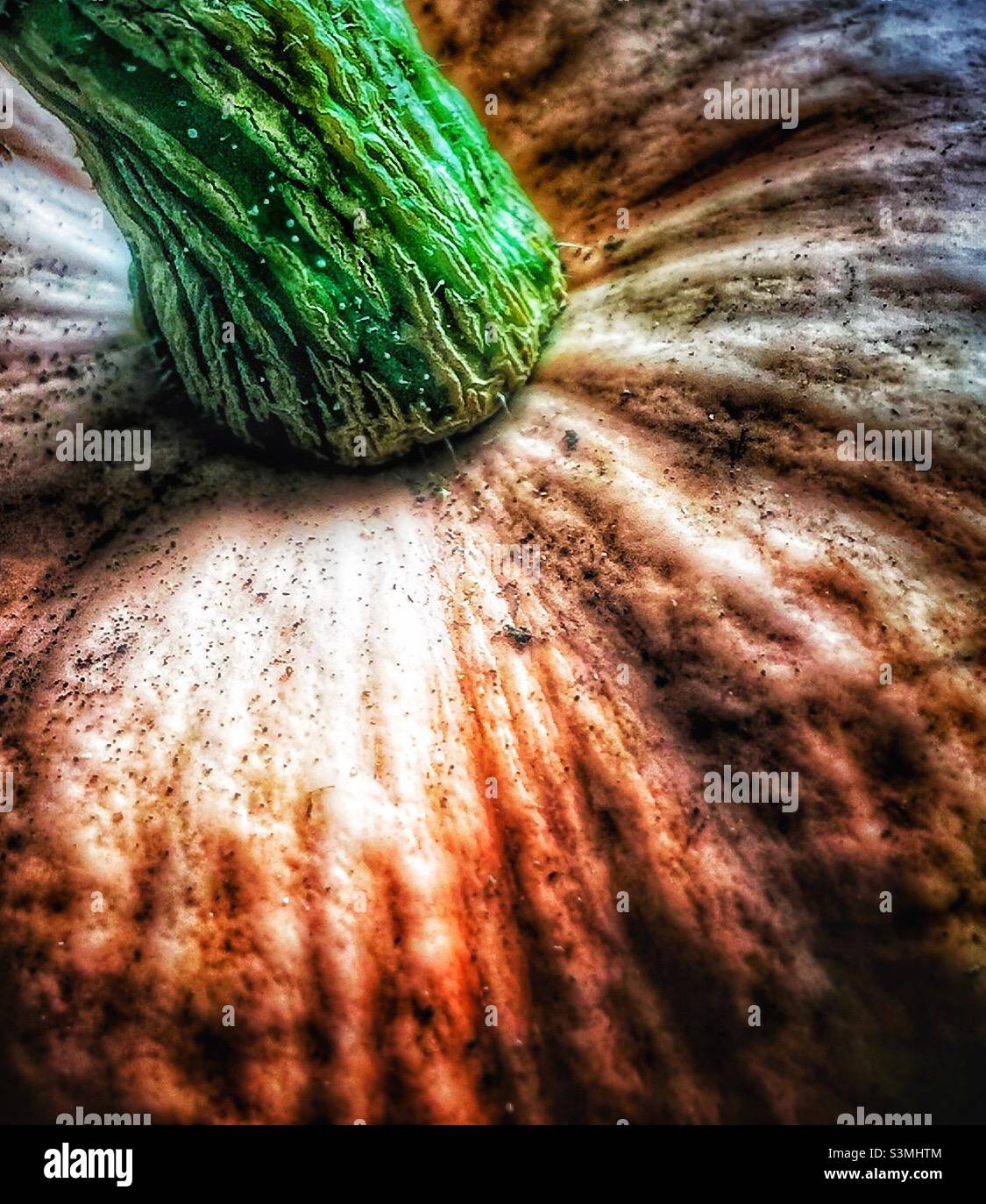 La zucca close up Foto Stock