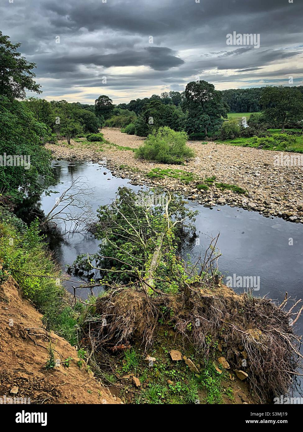 “catturato in una frana” un albero è vittima di giorni di alluvioni a Richmond, nel North Yorkshire e viene sradicato e nel fiume Swale Foto Stock