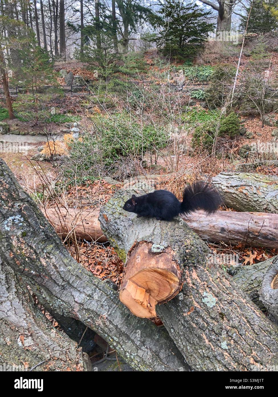 Uno scoiattolo nero seduto su un ceppo caduto nei boschi. Foto Stock