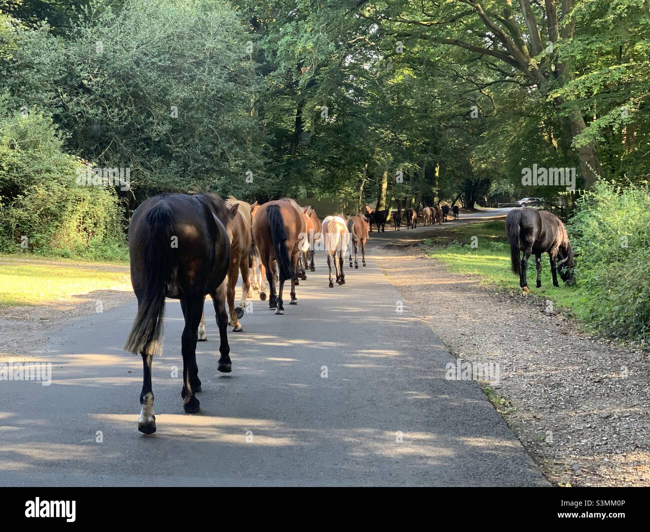 Ingorghi da pôneis / cavalli in New Forest in direzione Woodgreen Village Foto Stock