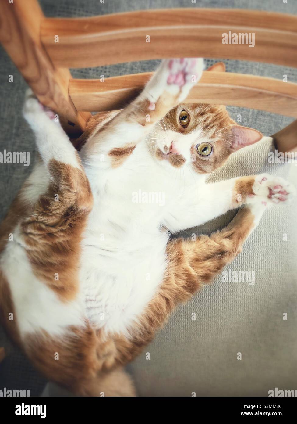 Gatto arancione e bianco con una posa giocosa sulla sedia. Foto Stock