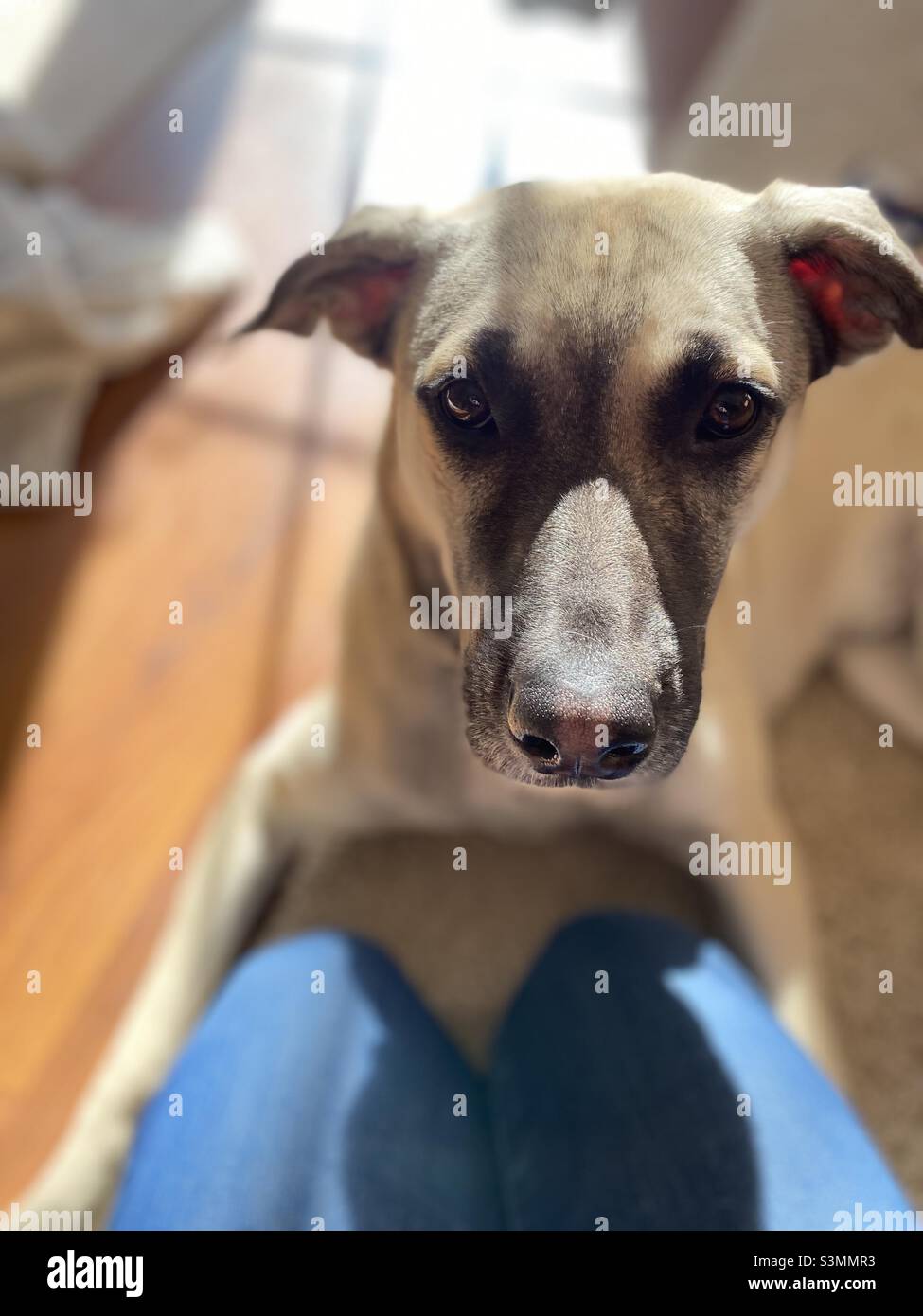 Un cane giovane guarda nella macchina fotografica con un demeanor molto serio. Messa a fuoco poco profonda con retroilluminazione. - Immagine stock catturata con smartphone