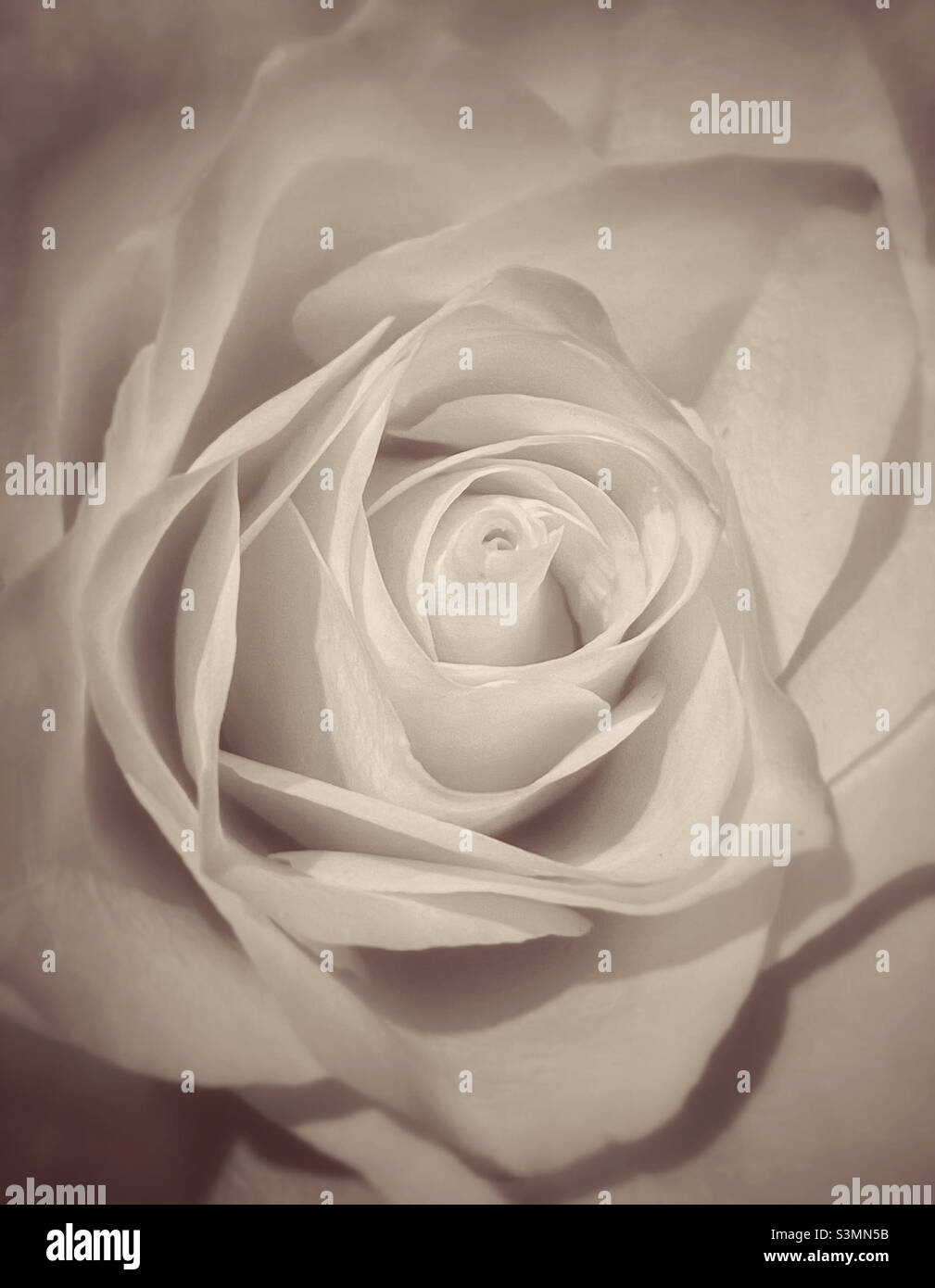 Una macro immagine sognante che mostra i petali di una rosa. Un'immagine rilassante che ha molteplici usi? Foto ©️ COLIN HOSKINS. - Immagine stock catturata con smartphone