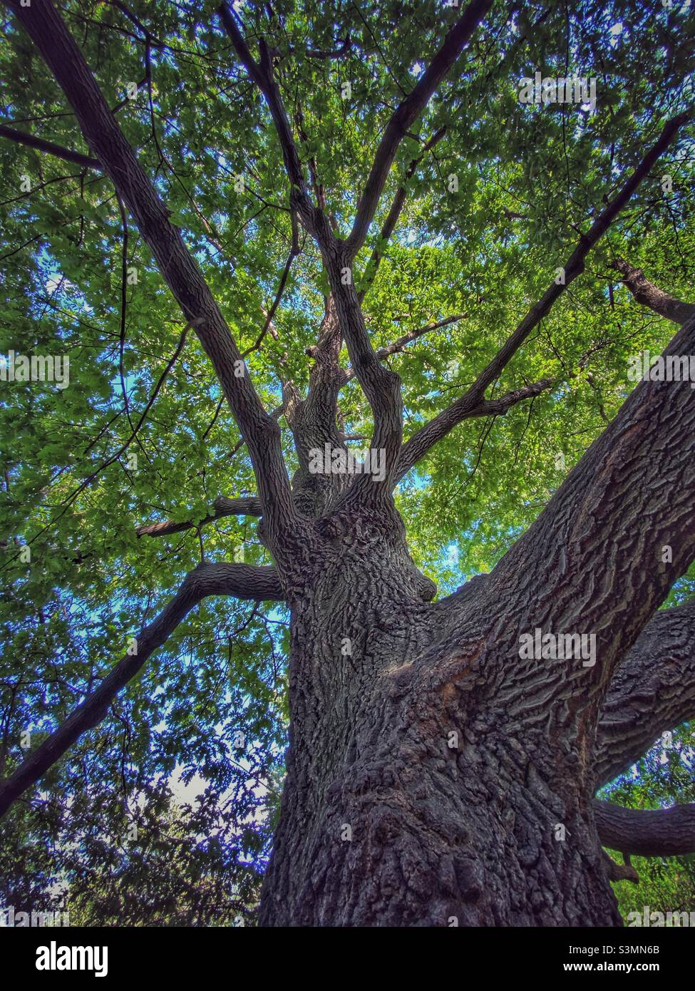 Rami di albero girato su iPhone 11 Pro ultra largo. Foto Stock