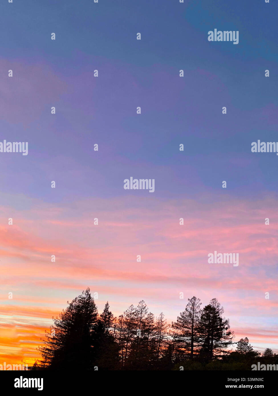 Sempreverdi silhouetted al tramonto, con copyspace Foto Stock