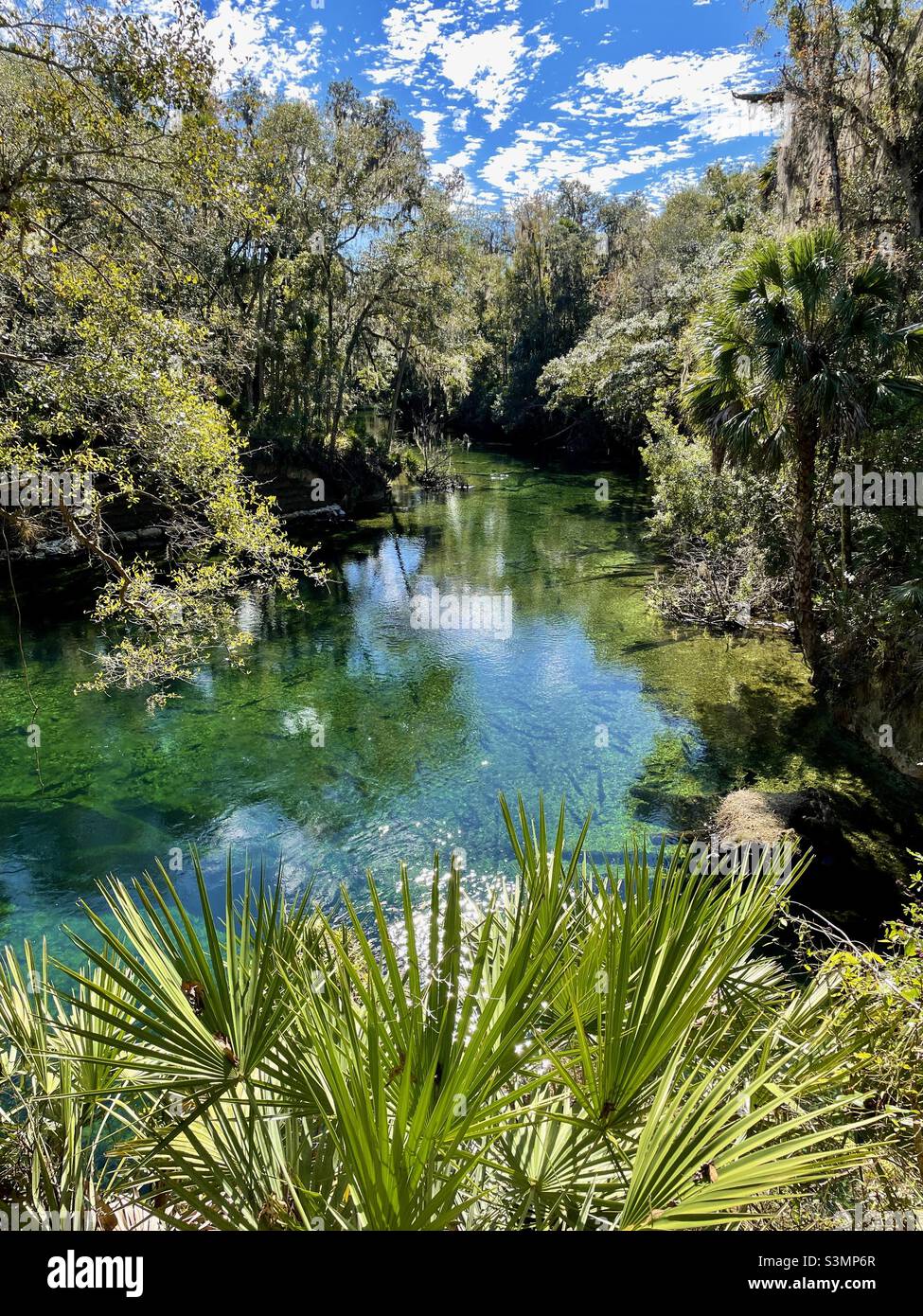 Blue Spring al Blue Spring state Park, un rifugio Manatee della Florida nella contea di Volusia, Florida. (USA) - Immagine stock catturata con smartphone