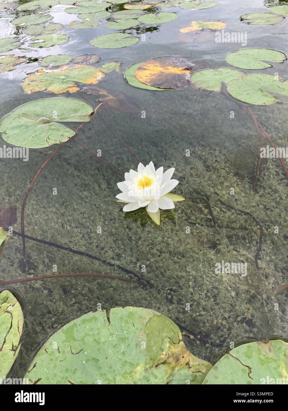 Giglio d'acqua, noto anche come giglio, trovato nel lago di Louborough. - Immagine stock catturata con smartphone