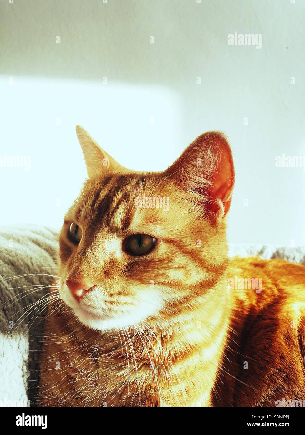 Zenzero gatto tabby guardando contenuto nel suo letto Foto Stock