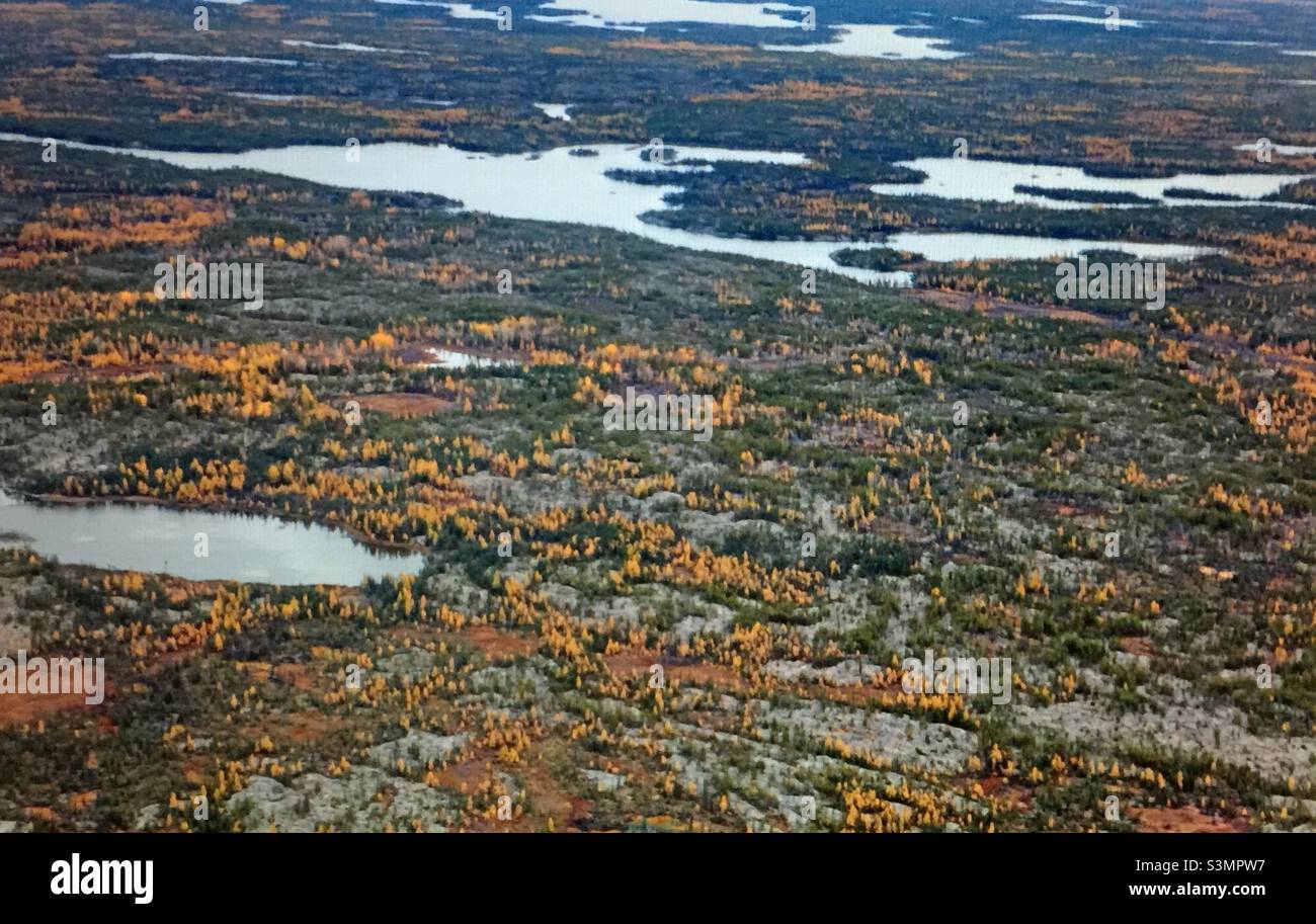 Yukon, Canada, specie di alberi caratteristici, dominante, vegetazione, abete bianco, abete rosso nero, Tamarack, betulla di carta dell'Alaska, aspen di quaking, pioppo di Balsam Foto Stock