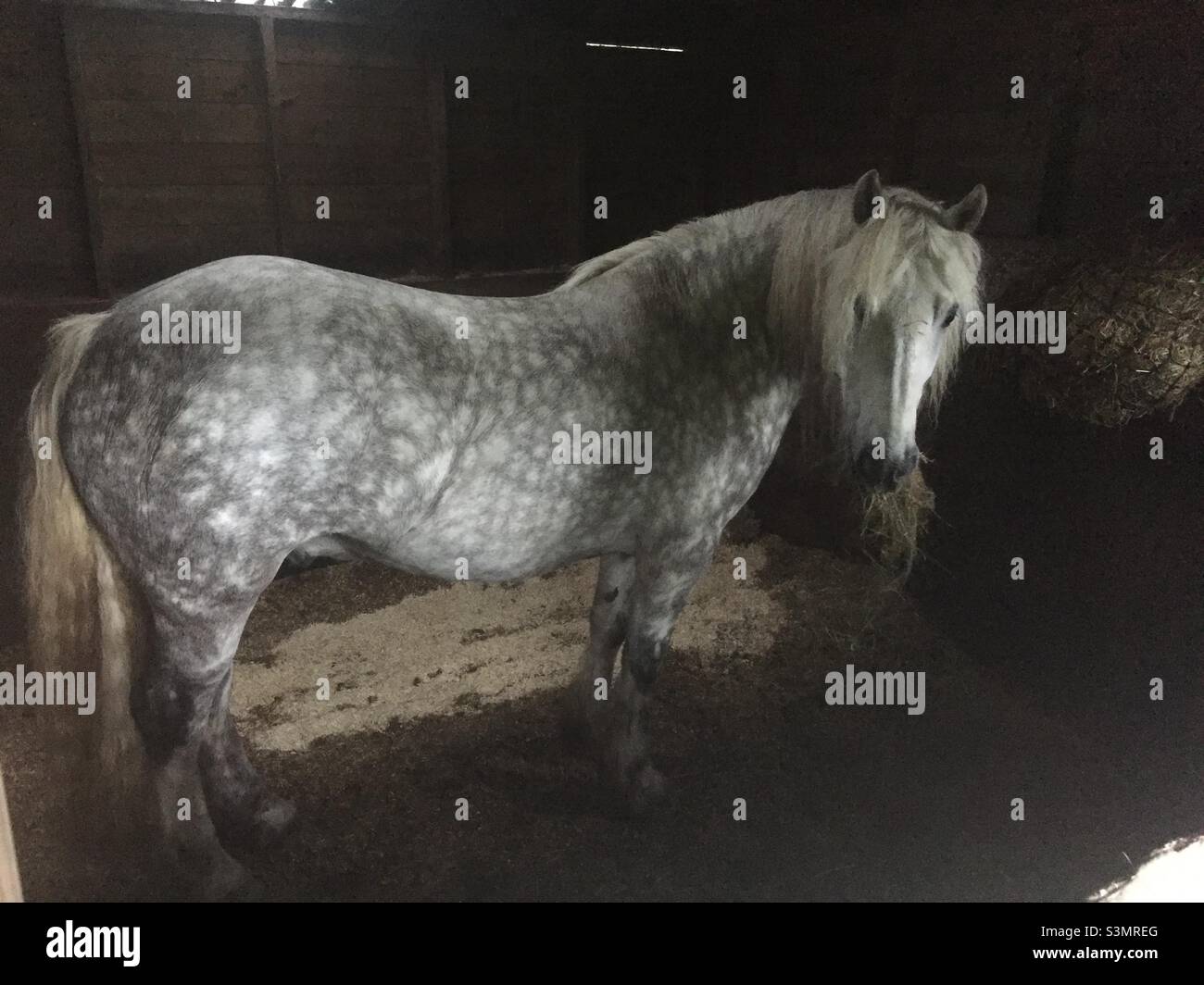 Cavallo grigio mela che mangia fieno nella sua stalla al crepuscolo Foto Stock